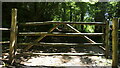 Gate, Ridding Coppice