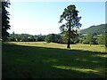 Parkland in the Ystwyth valley