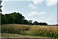 Wickham Skeith: Oilseed rape crop