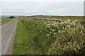 Wildflower verge at West Calder, Caithness