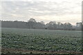 A frosty field of crops