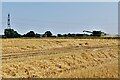 Mendlesham: Harvesting the cereal crop