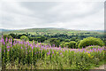 Rose bay willowherb and trees beyond hill road