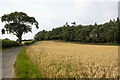 Wood and cereal field