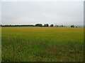 Cereal crop near Pitgarvie