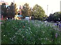 Urban wildflower meadow, Hillfields, Coventry