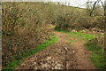 SX8159 : Path, Longmarsh by Derek Harper