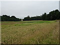 Cereal crop, Kirkton Barns