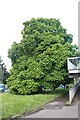 Tree on Great North Way, Hendon