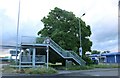 Tree on Great North Way, Hendon