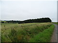 Woodland near Inverdovat