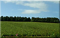 Crop field towards woodland, Hillhead of Glaslaw