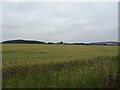 Cereal crop, Muirhead