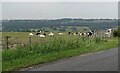NZ1546 : Cattle in a roadside field by Robert Graham