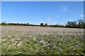 TQ6345 : Rough grassland by N Chadwick
