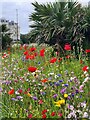 Meadow flowers, Wilmington Square Garden