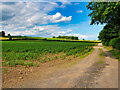 Crops in a Field off Brompton Road