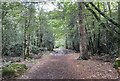 Track on Marley Common