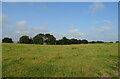 Grazing near Wellbank