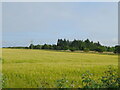 Cereal crop near The Brackens