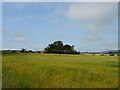 Cereal crop, Nether Tulloes