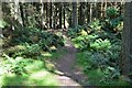 NT3936 : Forest path near Elibank Castle by Jim Barton