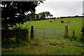 Gate and field, Corbally