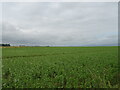 Crop field, Blackden