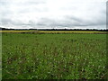 Crop field, Melgund