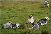 SD1499 : Sheep in Eskdale by Peter Trimming