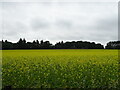 Oilseed rape crop towards woodland, Hillhead of Burghill