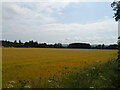 Cereal crop east of Kincraig