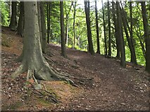 NT2840 : Woodland path, Falla Brae by Jim Barton