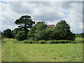 A glimpse of Badley church above the trees