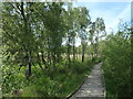 SD4583 : Boardwalk heading north, Foulshaw Moss nature reserve by Christine Johnstone