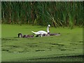 SE3614 : Swan and cygnets on Cold Hiendley Reservoir by Graham Hogg