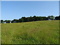 Grassland and woodland near Tayport