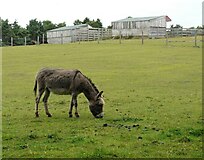 NS9675 : Grazing donkey by Richard Sutcliffe