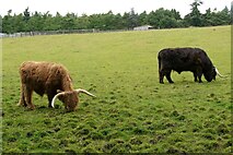 NS9675 : Highland bulls by Richard Sutcliffe