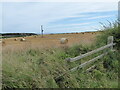 Summer scene near Craster