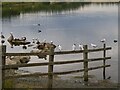 SE3715 : Perching gulls by Graham Hogg