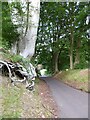 SO2908 : Beech tree with exposed roads by Philip Halling