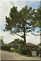 Pine, Catherine Crescent, Paignton