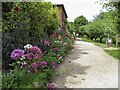 SU8695 : Flower border by the path in the Walled Garden by Steve Daniels