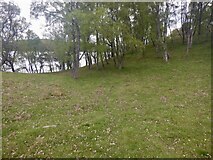 NH8305 : Woodland beside Loch Insh by Richard Webb