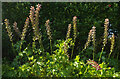 Acanthus, Swannaton Road, Dartmouth