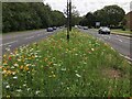 A wildflower central reservation