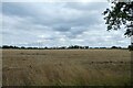 Fields near Lowmoor Road