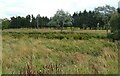 Grassland beside the railway