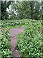 Permissive path crossing Bridleway